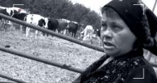 На Вінниччині корова вбила людину (відео)