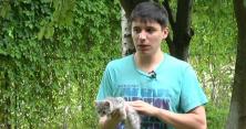 В Івано-Франківську собака усиновила кошенят (відео)
