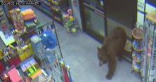 У США ведмеді пограбували продуктові магазини (відео) 