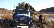 На Сумщині затримали браконьєрів, які нарубали цілу вантажівку ялинок