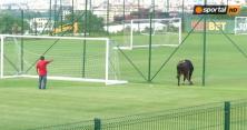 Корова зірвала матч професійних футбольних команд в Болгарії (відео)