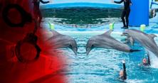 В Одесі дельфін піддався інстинктам і вхопив хлопчика за руку (відео)