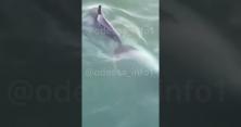 Через карантин в одеський порт заплили дельфіни (відео) 