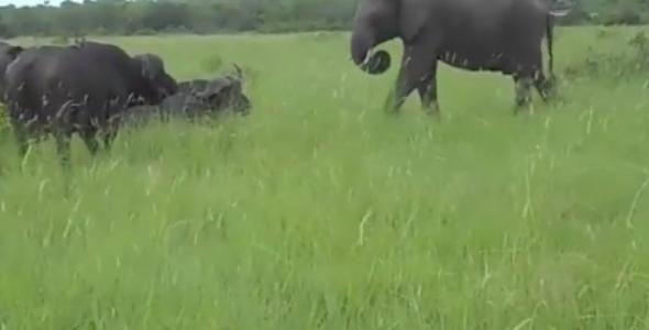 В Індії слон влаштував розбірки з буйволом (відео) 