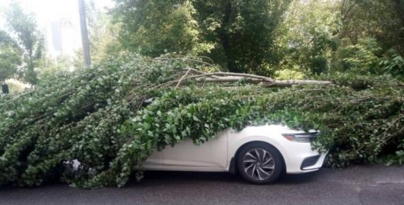 Гроза в Києві: повалено 76 дерев і пошкоджено 86, тополя рухнула прямо на 5-поверхівку (відео)