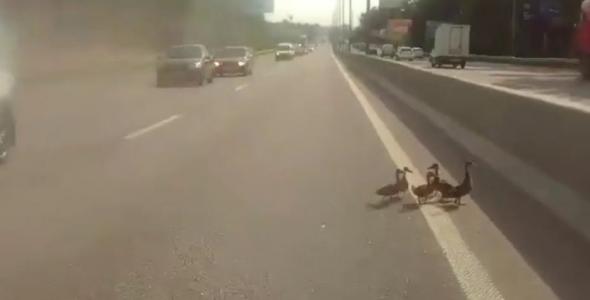 Під Києвом патрульні призупинили рух авто заради зграї диких каченят (відео) 