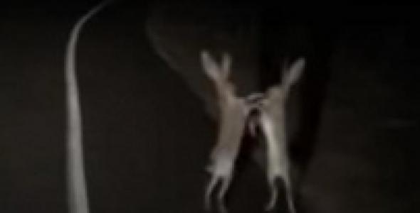 Зайці влаштували "дику" бійку посеред дороги (відео) 